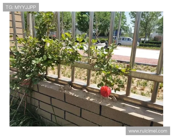 新用户如何在开云网页版上快速注册账号，享受专属福利